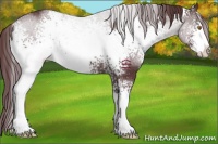 Horse Color:White Spotted Chocolate Black Sabino 
