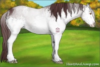 Horse Color:White Spotted Chocolate Black Sabino