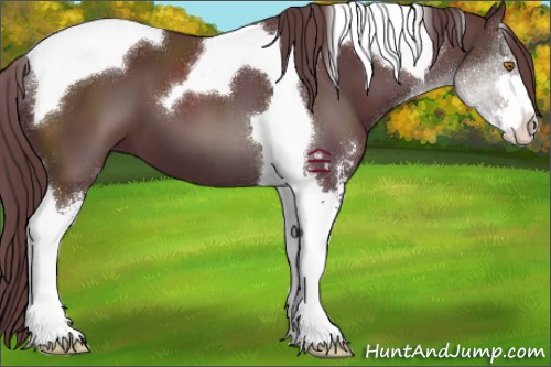 Horse Color:Chocolate Black Sabino Tobiano 