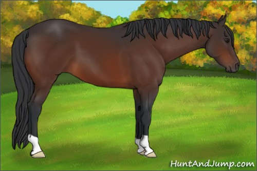 Horse Color:Brown 