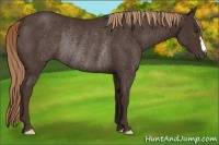 Horse Color:Liver Chestnut Rabicano