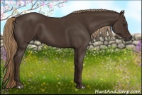 Horse Color:Liver Chestnut Rabicano 