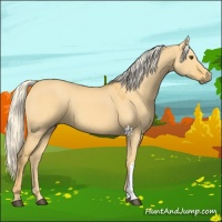 Horse Color:Palomino Dun 