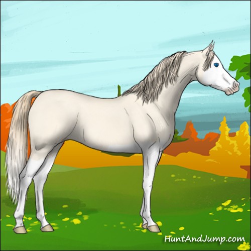 Horse Color:Perlino Dun Splash 