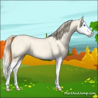 Horse Color:Perlino Dun Splash 