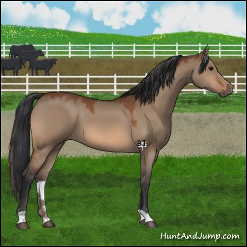Horse Color:Bay Dun