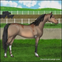 Horse Color:Bay Dun