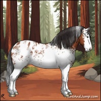 Horse Color:White Spotted Brown Splash Appaloosa 