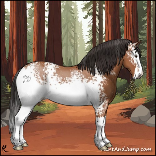 Horse Color:White Spotted Bay Splash