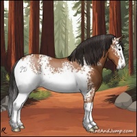 Horse Color:White Spotted Bay Splash 