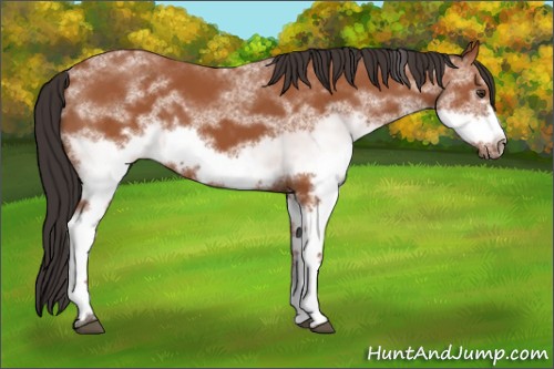 Horse Color:White Spotted Bay Frame 