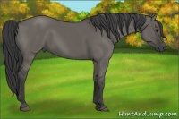 Horse Color:Grullo