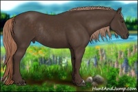 Horse Color:Liver Chestnut Rabicano