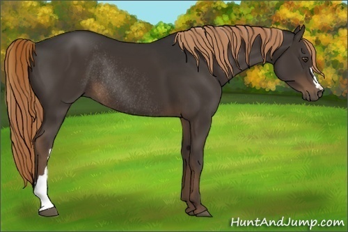 Horse Color:Liver Chestnut Rabicano
