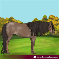 Horse Color:Liver Red Dun 
