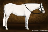 Horse Color:Cremello Dun Tobiano