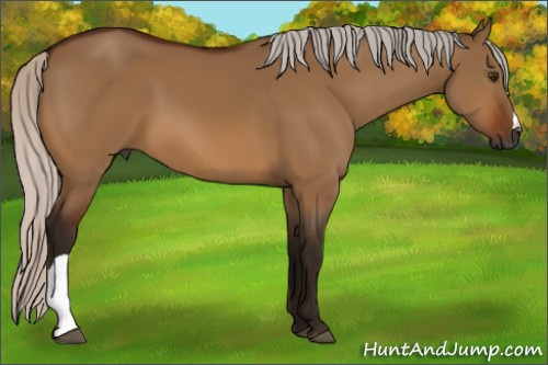 Horse Color:Gray Silver Bay Dun