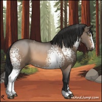 Horse Color:White Spotted Bay Dun 