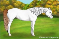 Horse Color:White Spotted Chestnut 