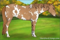 Horse Color:White Spotted Chestnut 