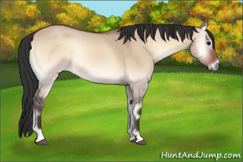 Horse Color:Bay Roan Onyx