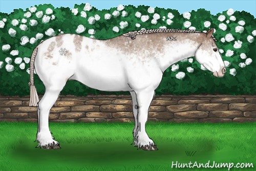 Horse Color:White Spotted Silver Brown Dun Sabino Appaloosa 