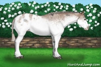Horse Color:White Spotted Silver Brown Dun Sabino Blanket