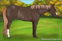 Horse Color:Liver Chestnut Rabicano