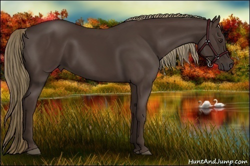 Horse Color:Liver Chestnut Rabicano