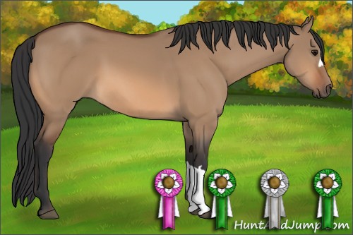 Horse Color:Bay Dun
