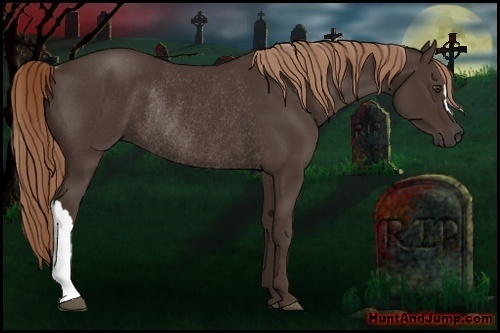 Horse Color:Liver Chestnut Rabicano