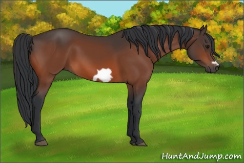 Horse Color:Bay Frame 