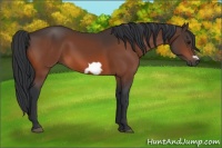 Horse Color:Bay Frame 
