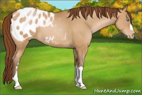 Horse Color:Gray Buckskin Pearl Appaloosa