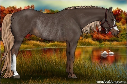 Horse Color:Liver Chestnut Rabicano