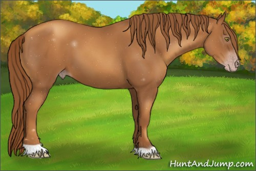 Horse Color:Gray Gold Champagne 