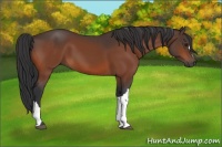 Horse Color:Brown 