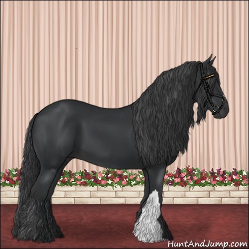 Horse Color:Black 