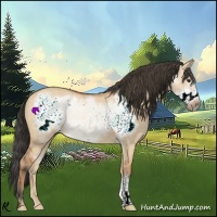 Horse Color:Bay Dun Frame 