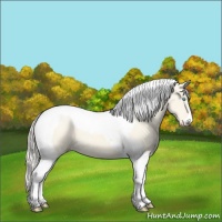 Horse Color:Cremello Dun Tobiano 