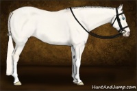 Horse Color:Cremello Dun Tobiano