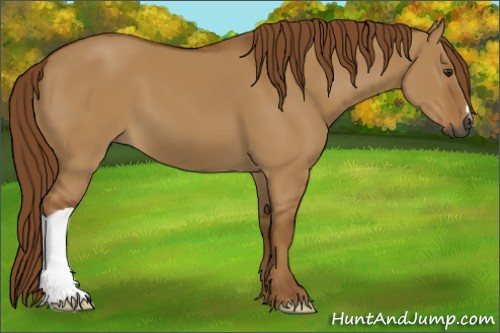 Horse Color:Gray Red Dun