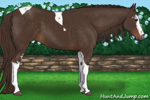 Horse Color:White Spotted Liver Chestnut Tobiano