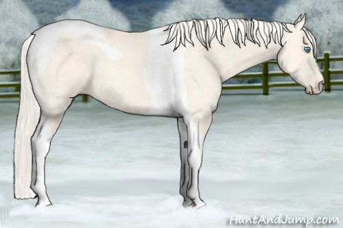 Horse Color:Cremello Dun Tobiano 