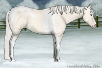 Horse Color:Cremello Dun Tobiano 