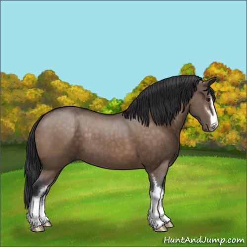 Horse Color:Brown Dun Sabino