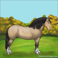 Horse Color:Buckskin Dun Sabino Rabicano