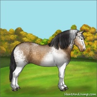 Horse Color:White Spotted Buckskin Dun Sabino Rabicano