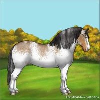Horse Color:White Spotted Buckskin Dun Sabino Rabicano