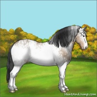 Horse Color:White Spotted Brown Dun Sabino